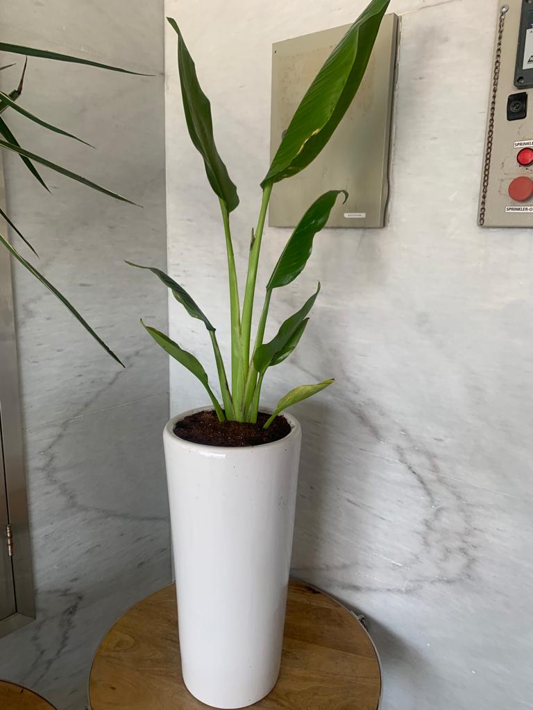 Indoor Plants Budget Combo ( Travellers Palm and Yucca )