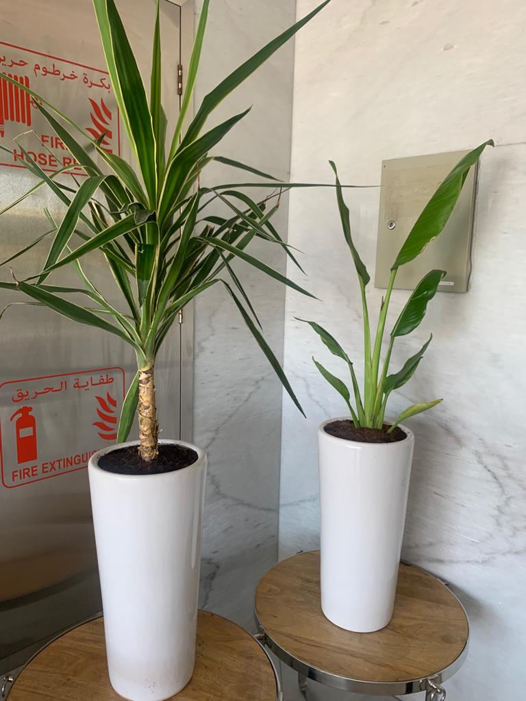 Indoor Plants Budget Combo ( Travellers Palm and Yucca )