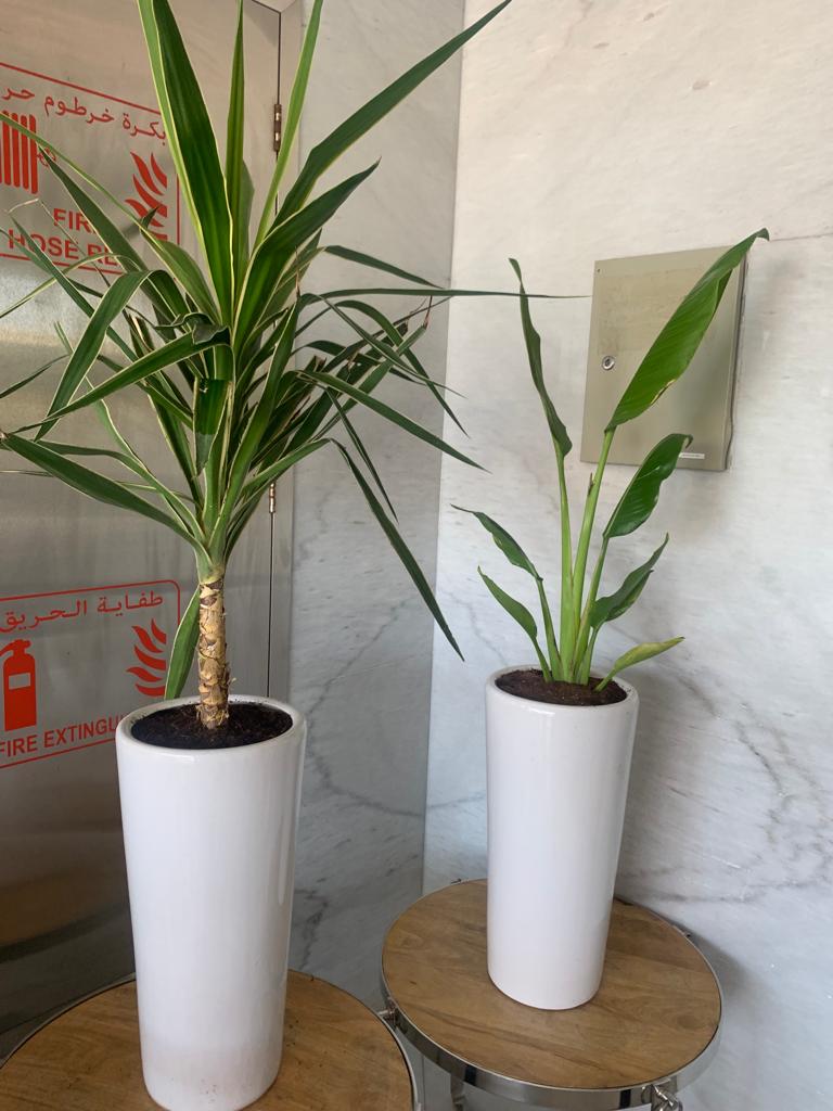 Indoor Plants Budget Combo ( Travellers Palm and Yucca )