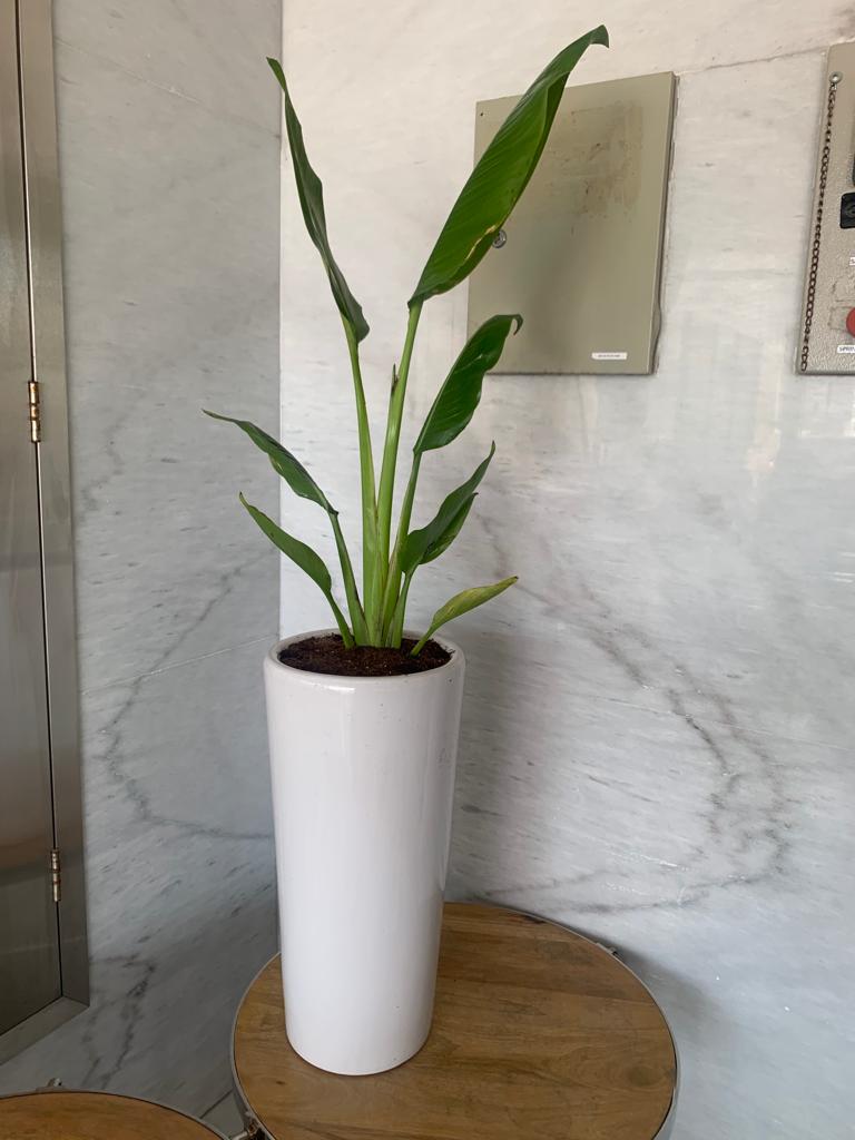 Indoor Plants Budget Combo ( Travellers Palm and Yucca )