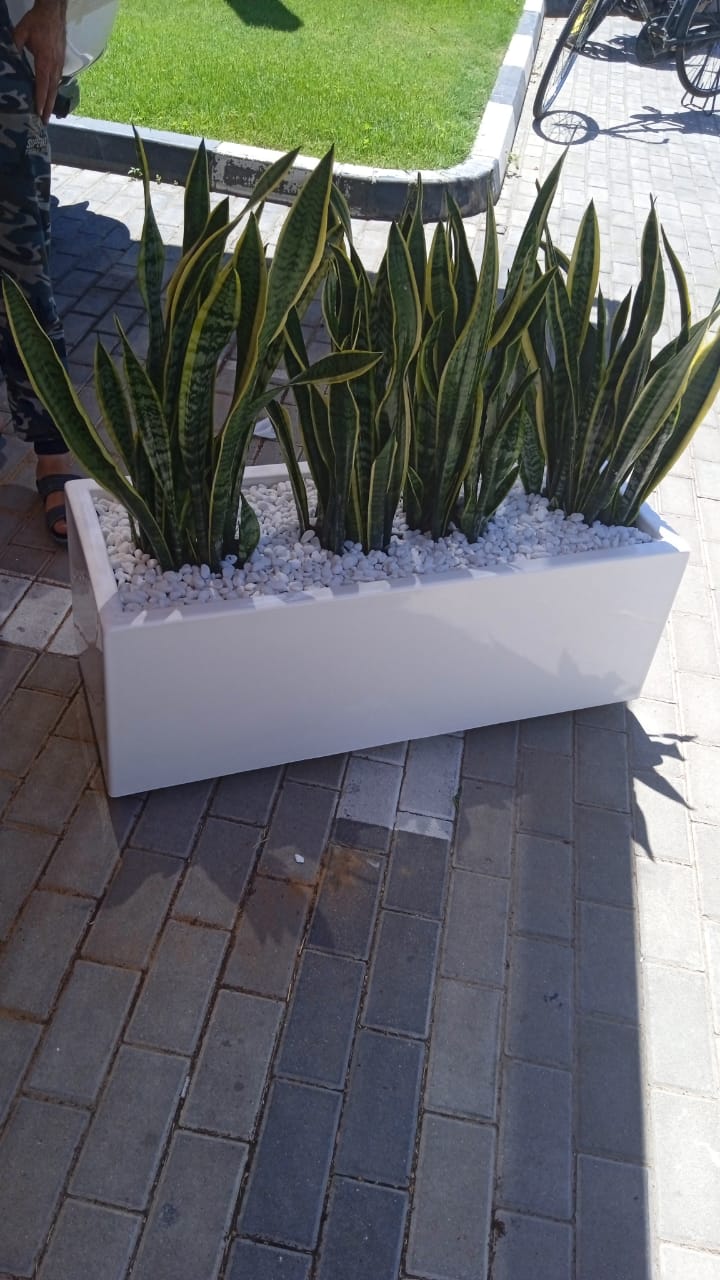 Snakeplant in fiber planter ( 100 cm x 40cm, 80cmx 30cm )