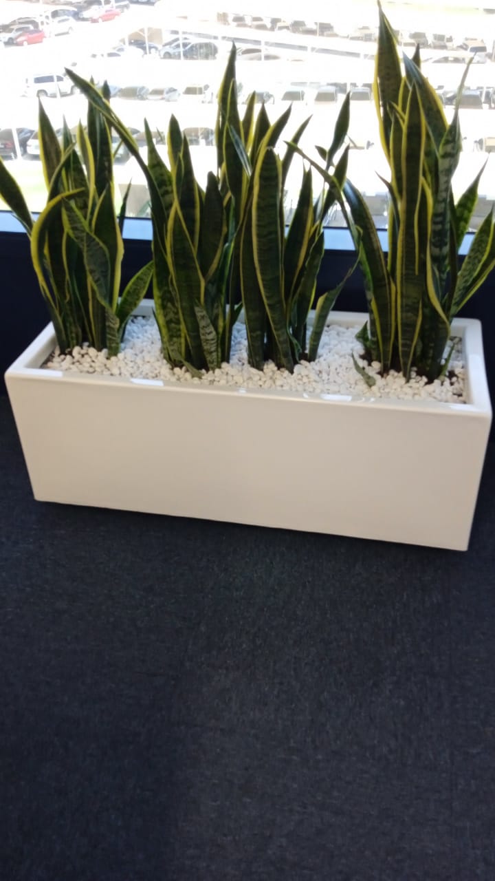 Snakeplant in fiber planter ( 100 cm x 40cm, 80cmx 30cm )