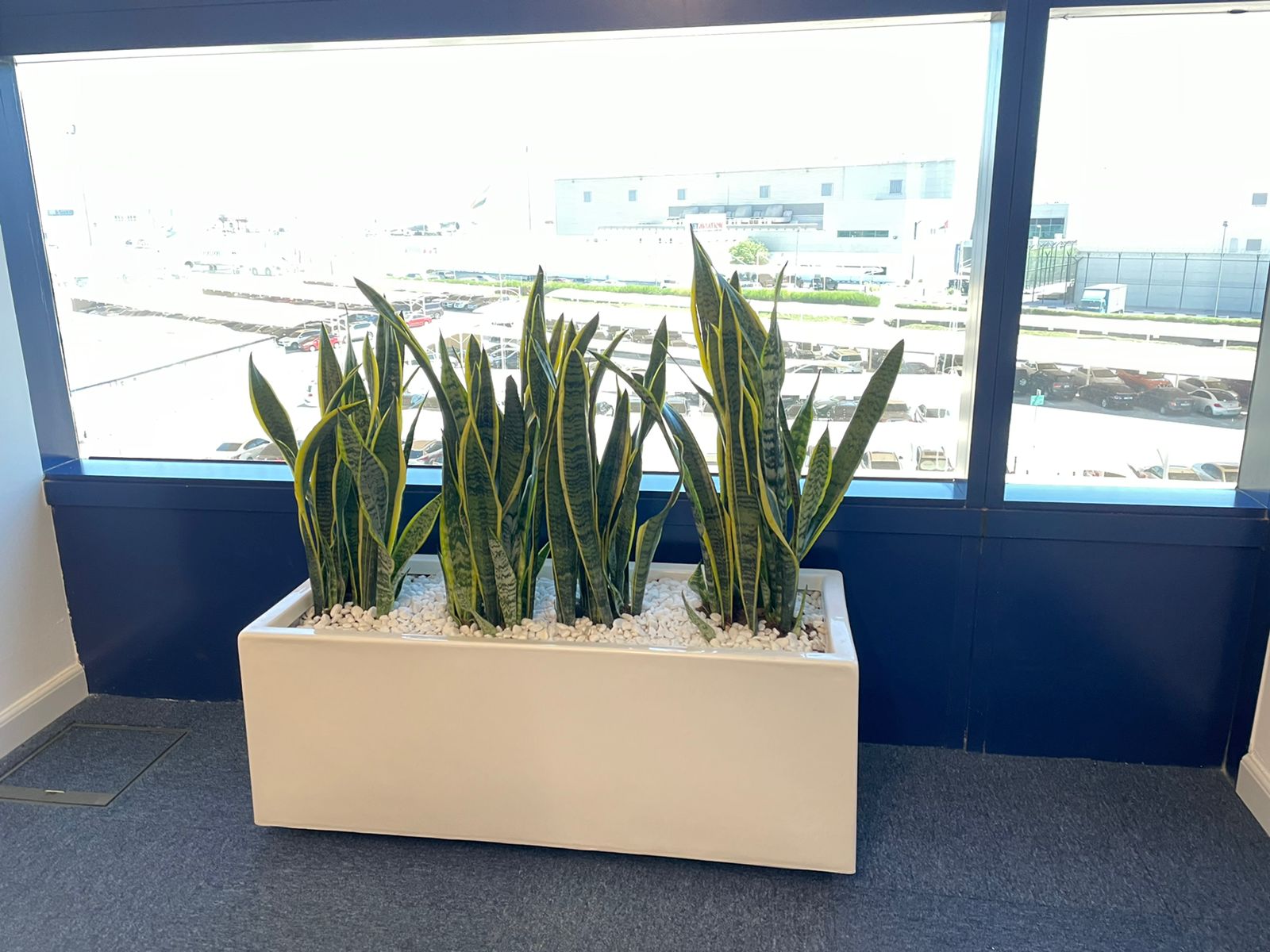 Snakeplant in fiber planter ( 100 cm x 40cm, 80cmx 30cm )