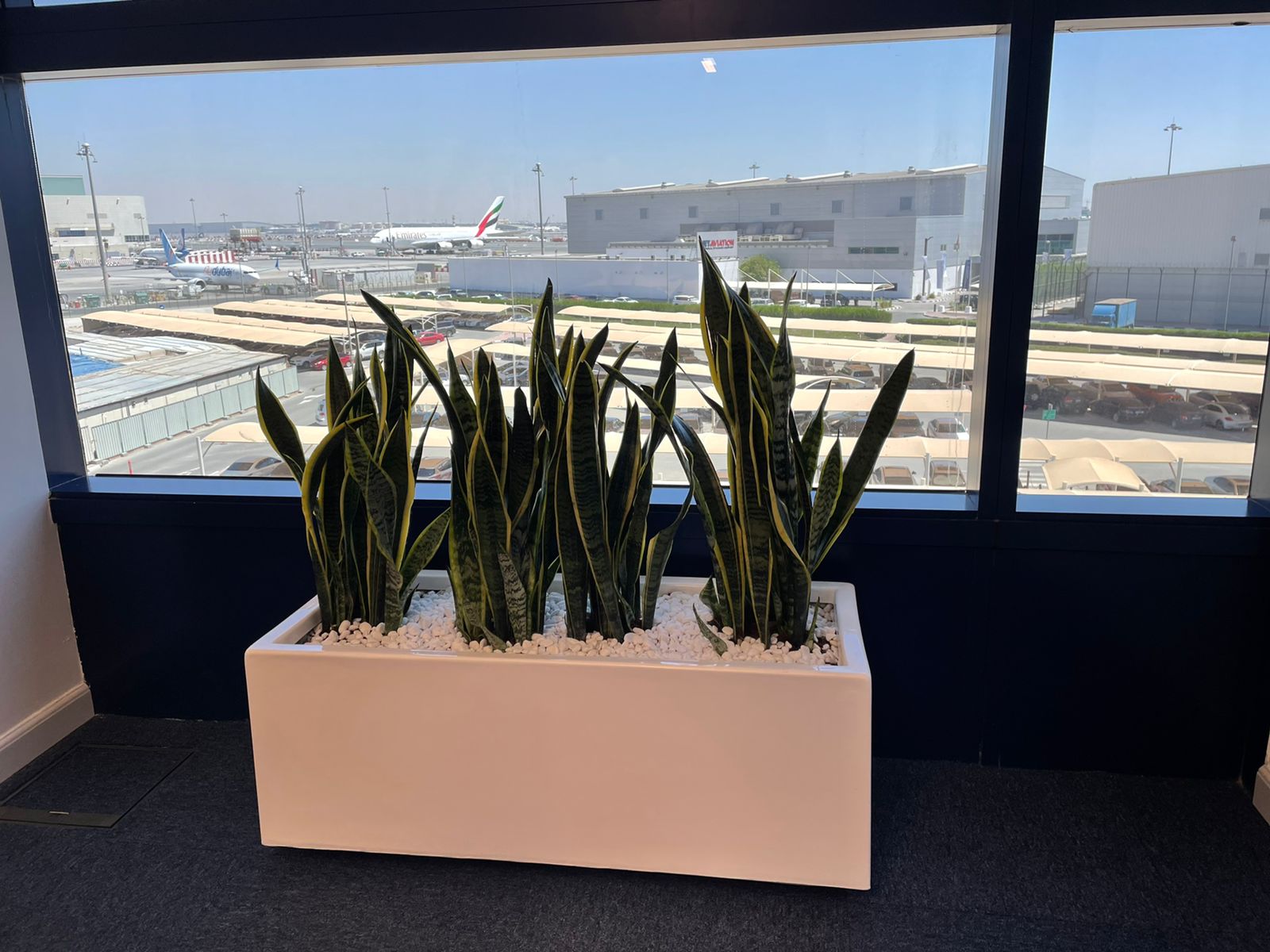 Snakeplant in fiber planter ( 100 cm x 40cm, 80cmx 30cm )