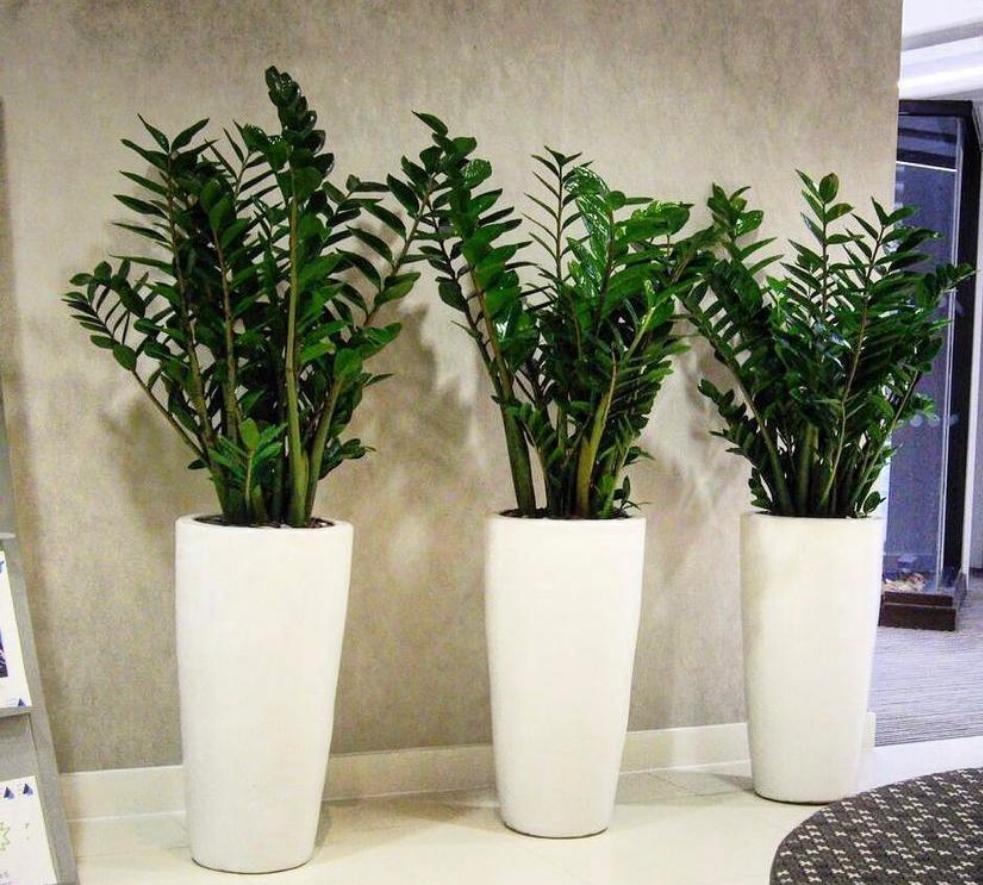 1399DH Office Plant Zizi in fiber pot Bundle (3pcs)