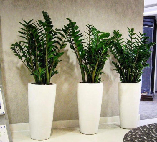 Office Plants Zizi in fiber pot Bundle (3pcs)