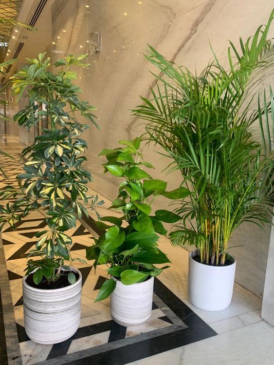 House Plants Hard to Kill Bundle 3pc