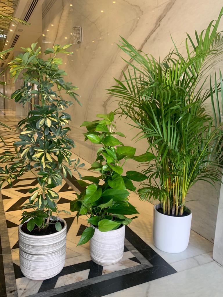 House Plants Hard to Kill Bundle 3pc