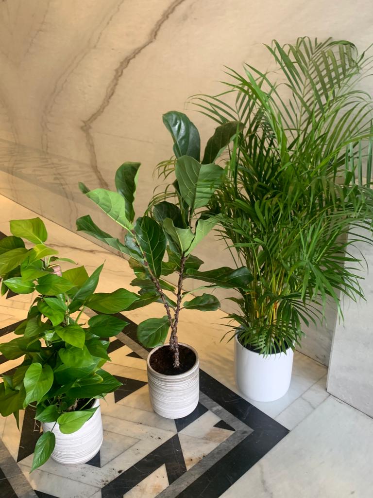 Office Plants Bundle 3 Plants WOW