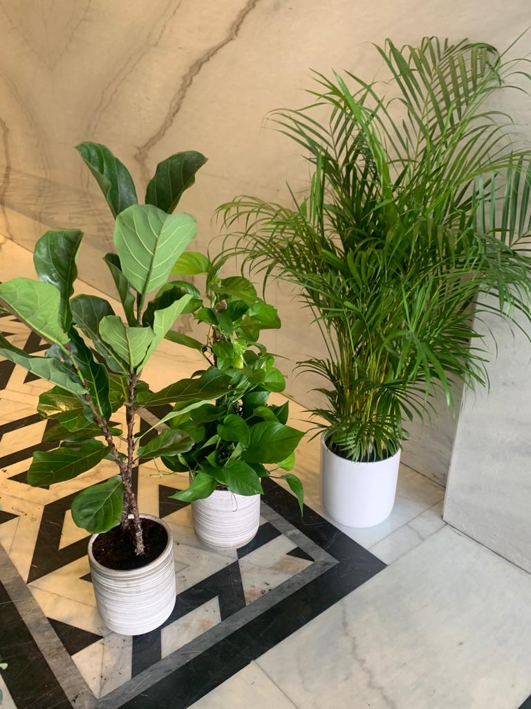 Office Plants Bundle 3 Plants WOW