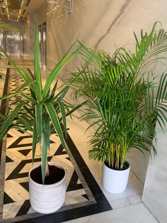 Indoor Plants Budget Combo 2plants