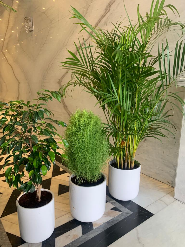 Indoor Plants budget Combo 3 plants