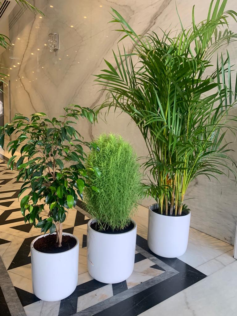 Indoor Plants budget Combo 3 plants