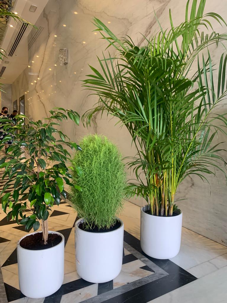 Indoor Plants budget Combo 3 plants