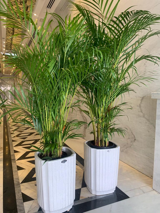 Office Plants Areca Medium Bundle (2pc) on Square White