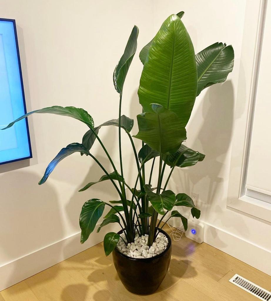 Birds of Paradise in Black pot PROMO
