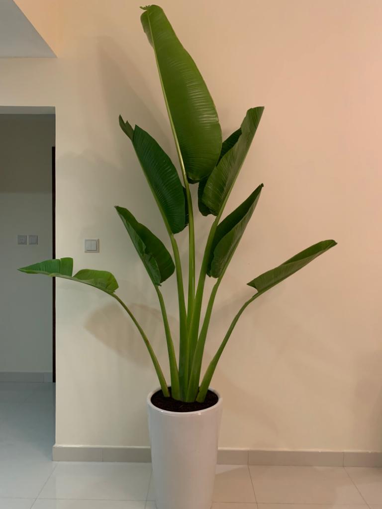 Office Plant Travellers Palm Big 3m