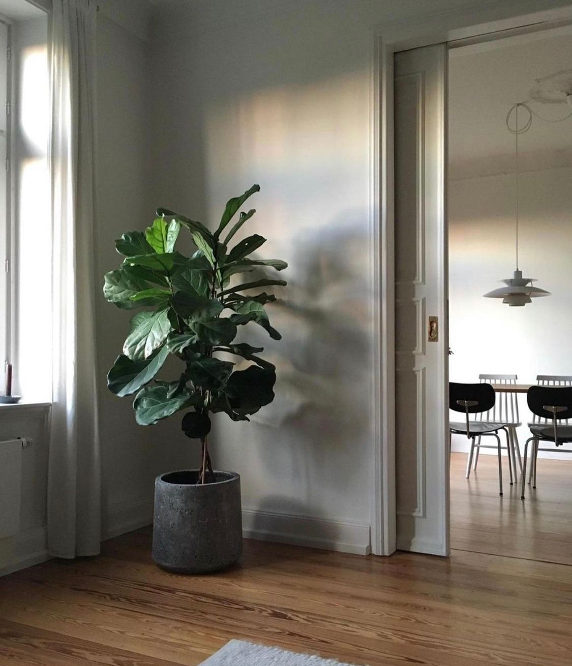 Fiddle Premium in matte fiber pot