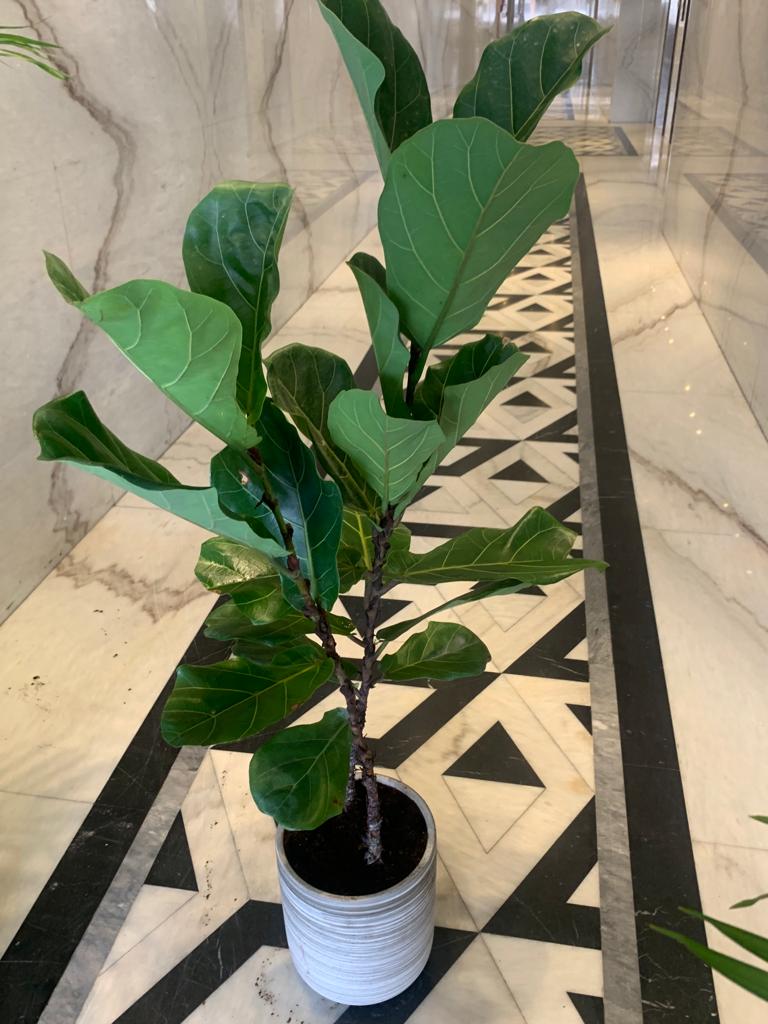 Fiddle medium| 130-140cm
