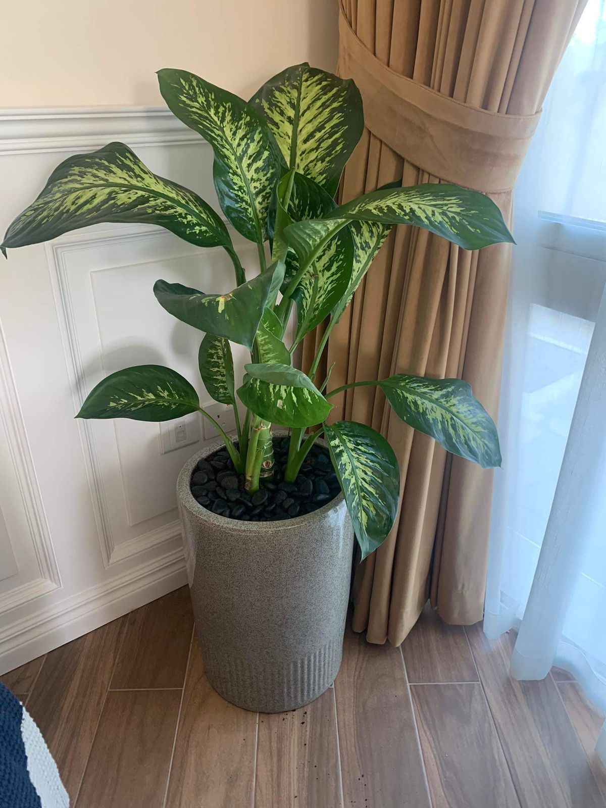 Office Plants Morning Dew