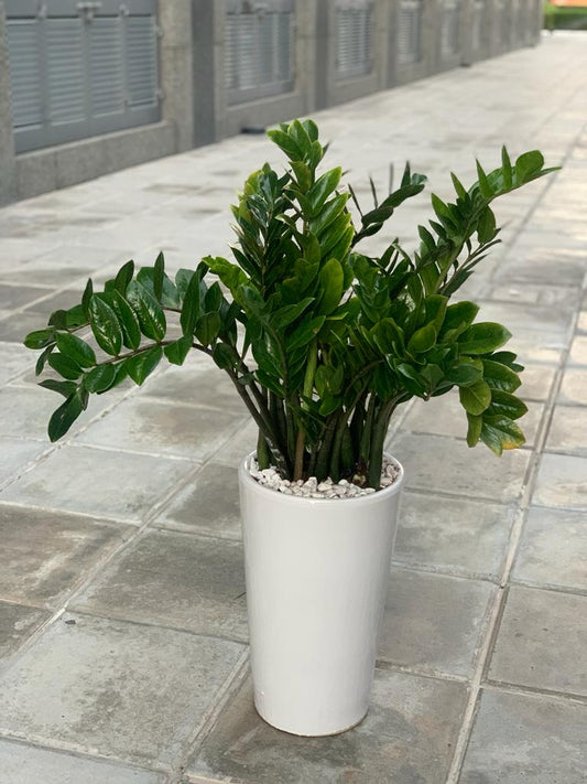 Office Plant Zizi Plant Big