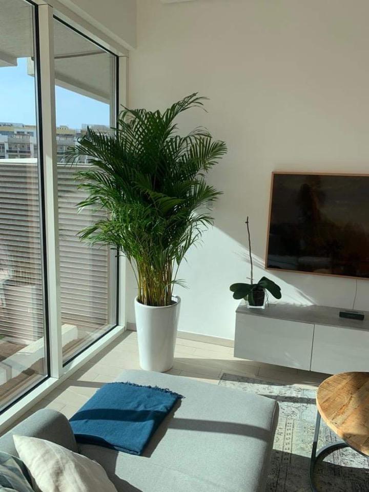 Office Plant Areca Big 7-10feet