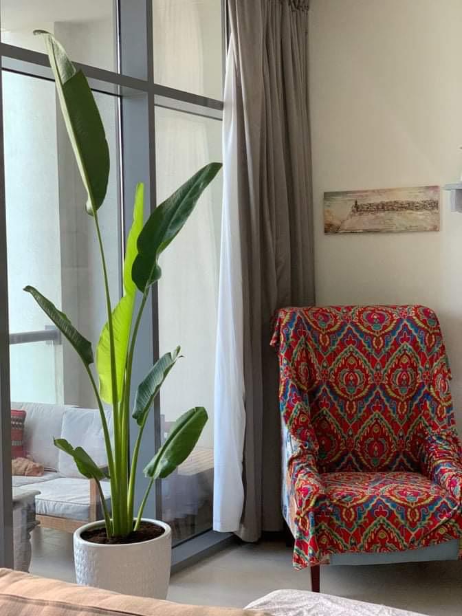 Travellers Palm Medium