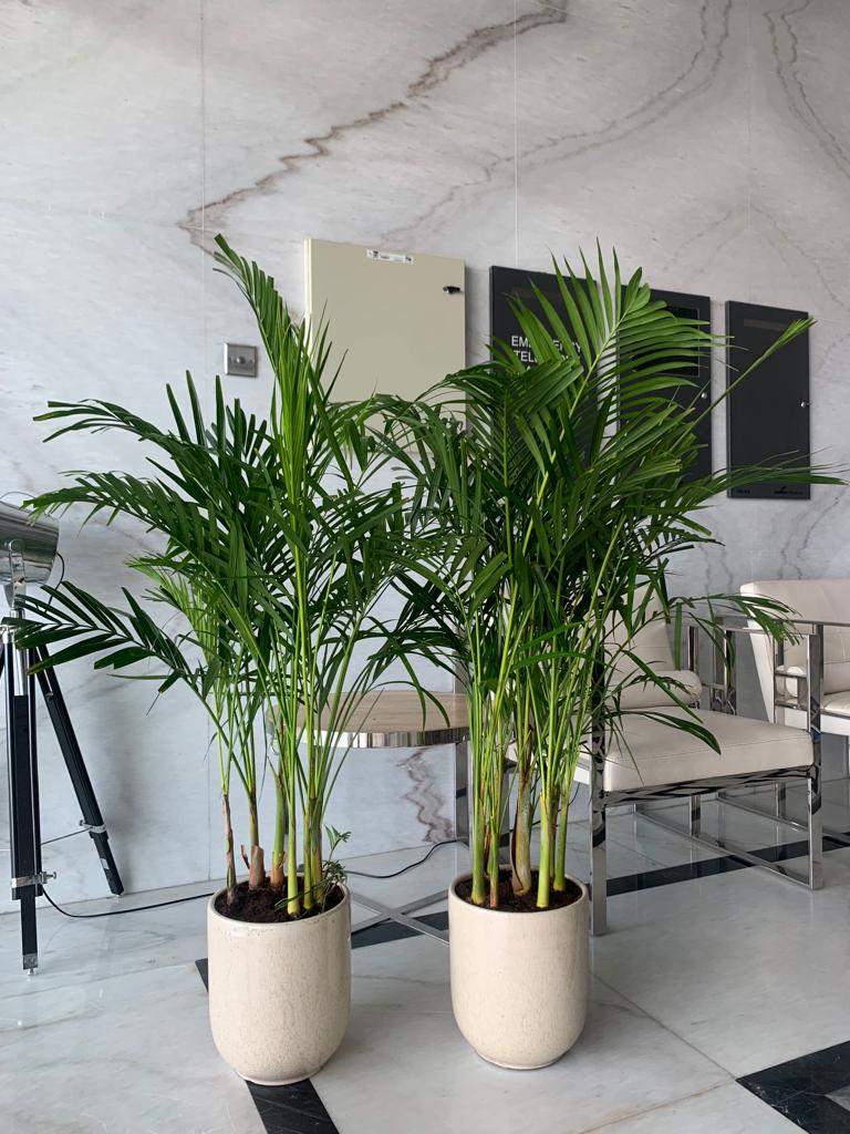 2plants Twin Areca Bundle
