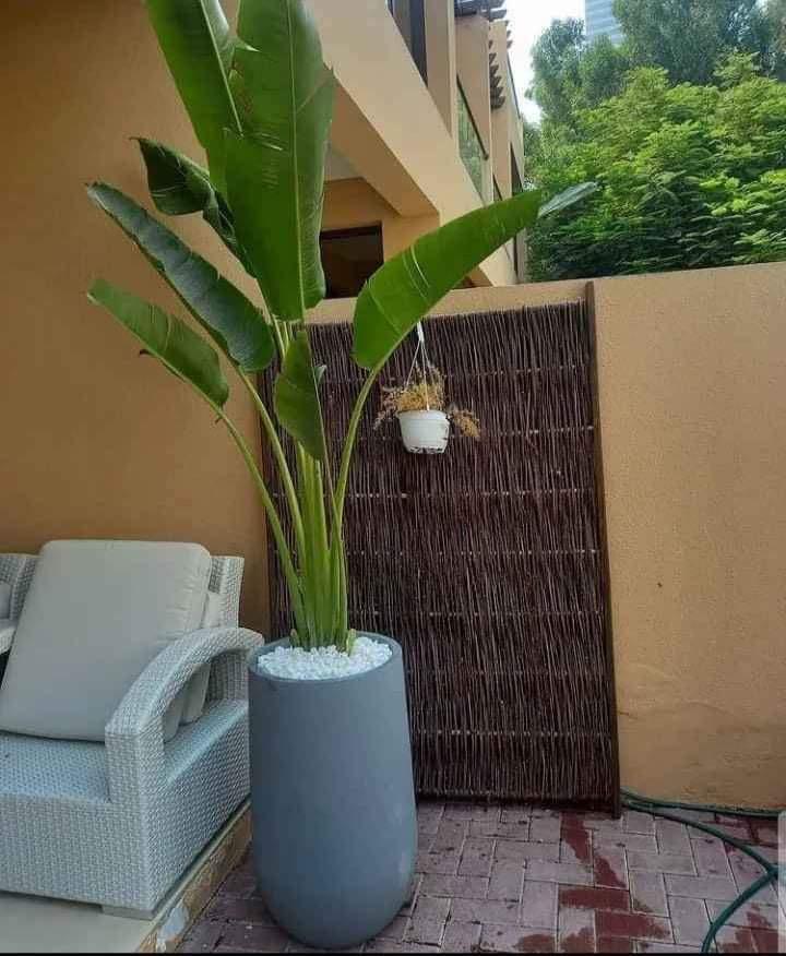 Travellers Palm XXL
