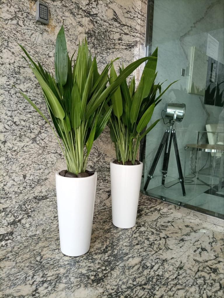 Office Plant Aspiradas each