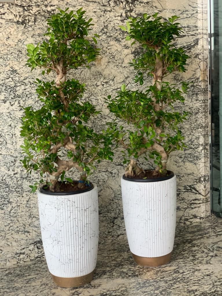 Bonsai large 15 to 20 yr old bundle