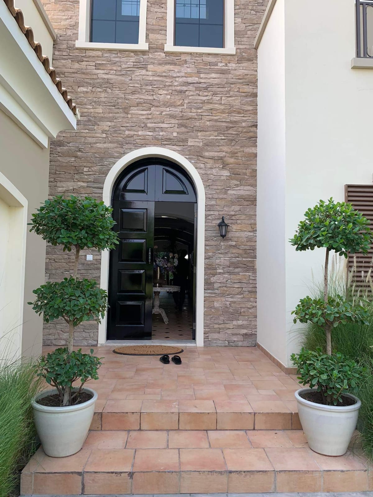 Triple head ficus in Clay Each