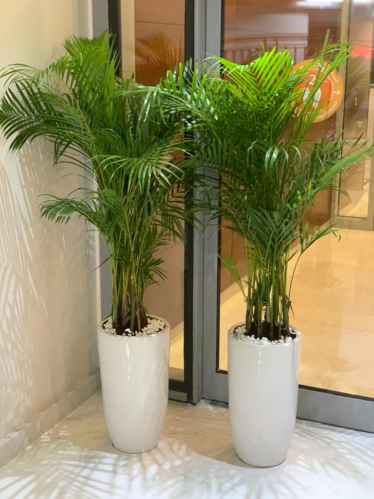 Office Plants Areca Medium (2pc) Bundle
