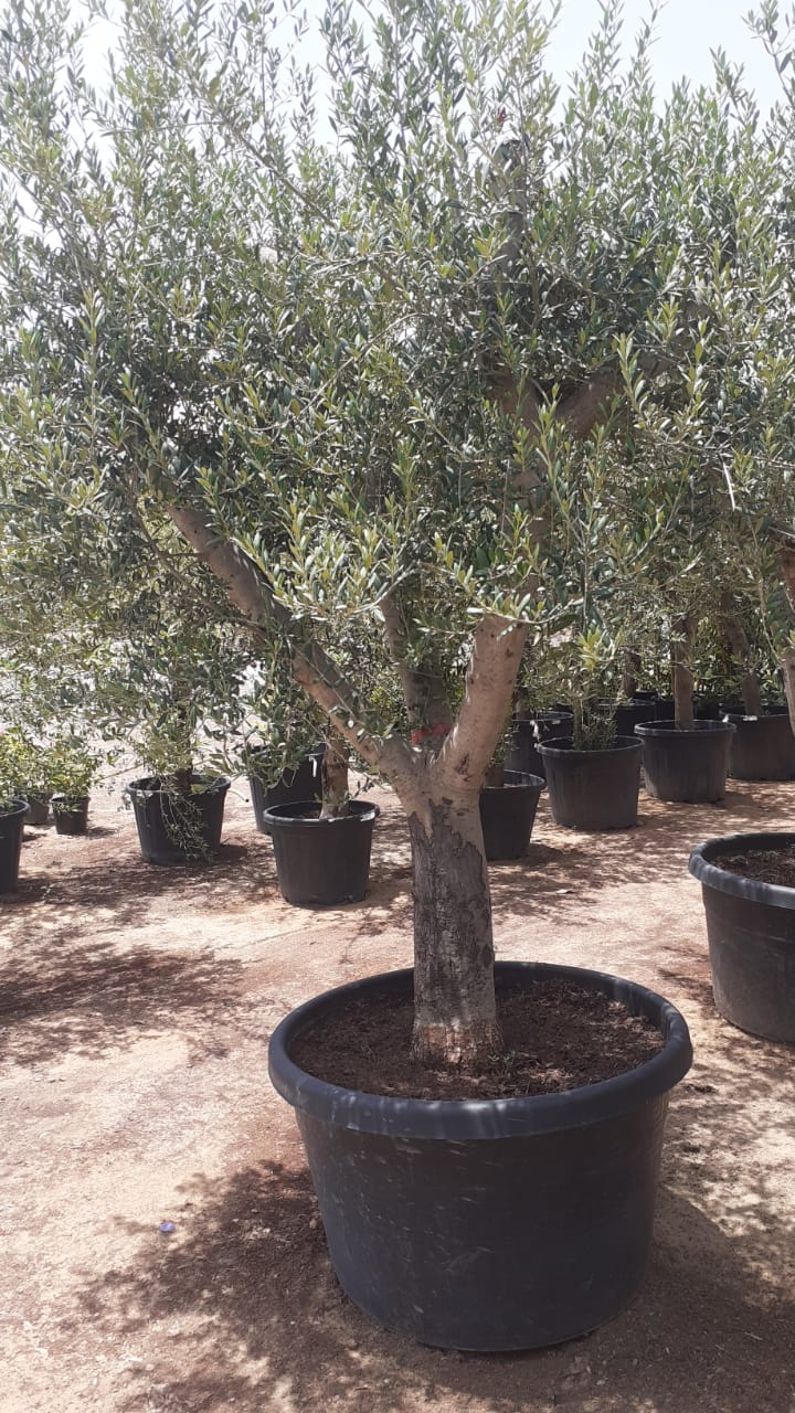 XL Aged Olive Multiple Trunk