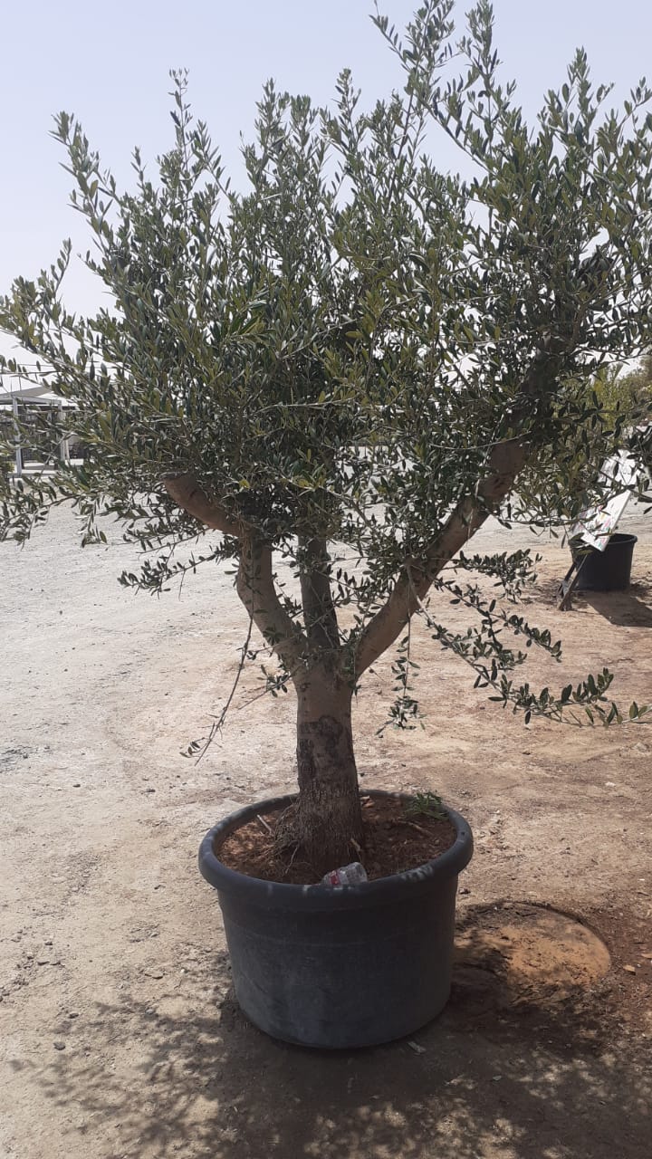 XL Aged Olive Multiple Trunk