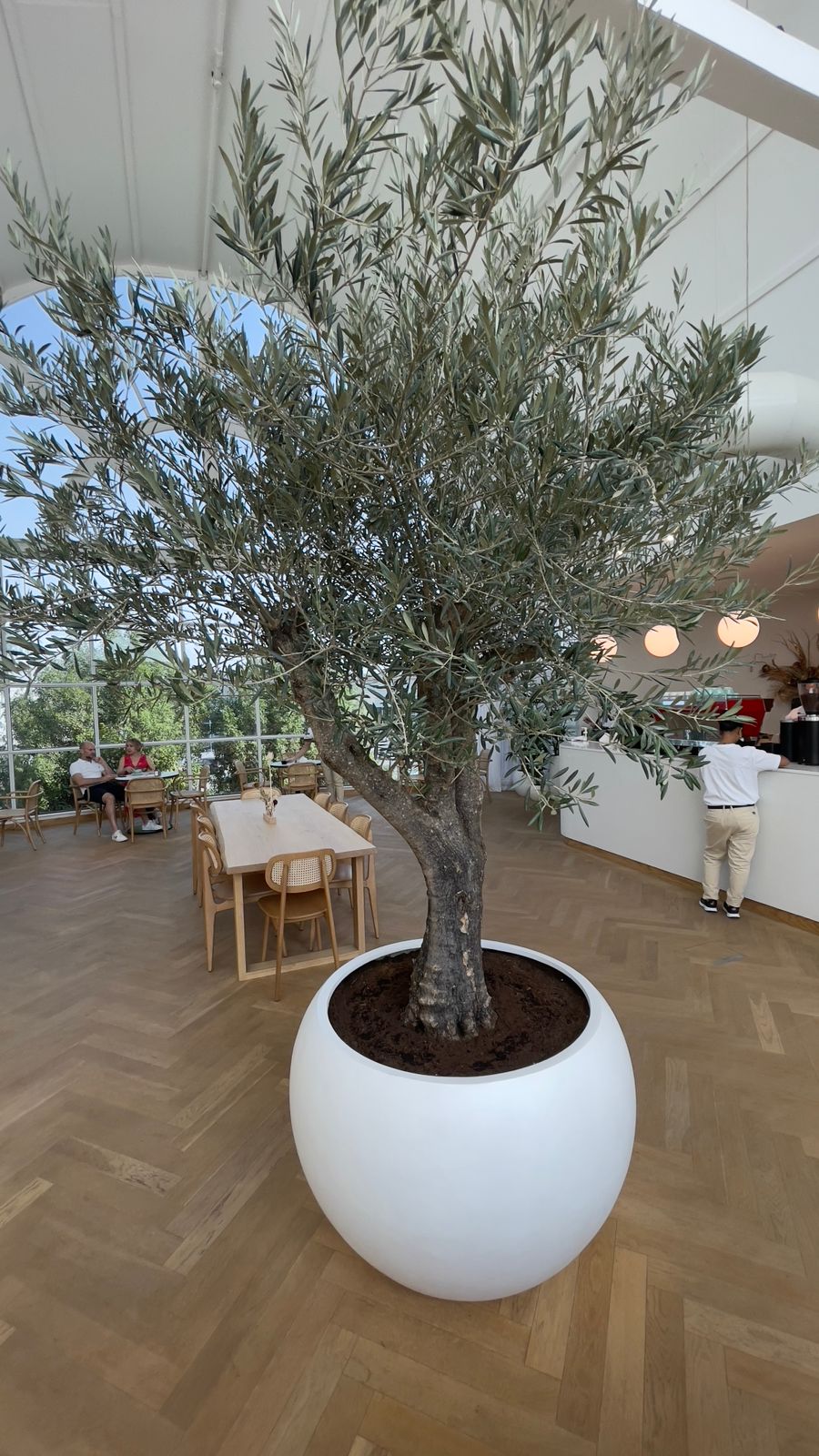 Olive Tree Multiple Trunk XL in fiber