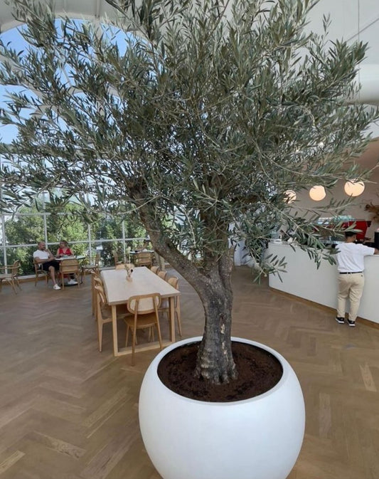 Olive Tree Multiple Trunk XL in fiber