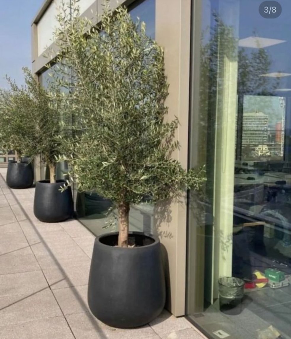 OLIVE thick trunk in fiber pot