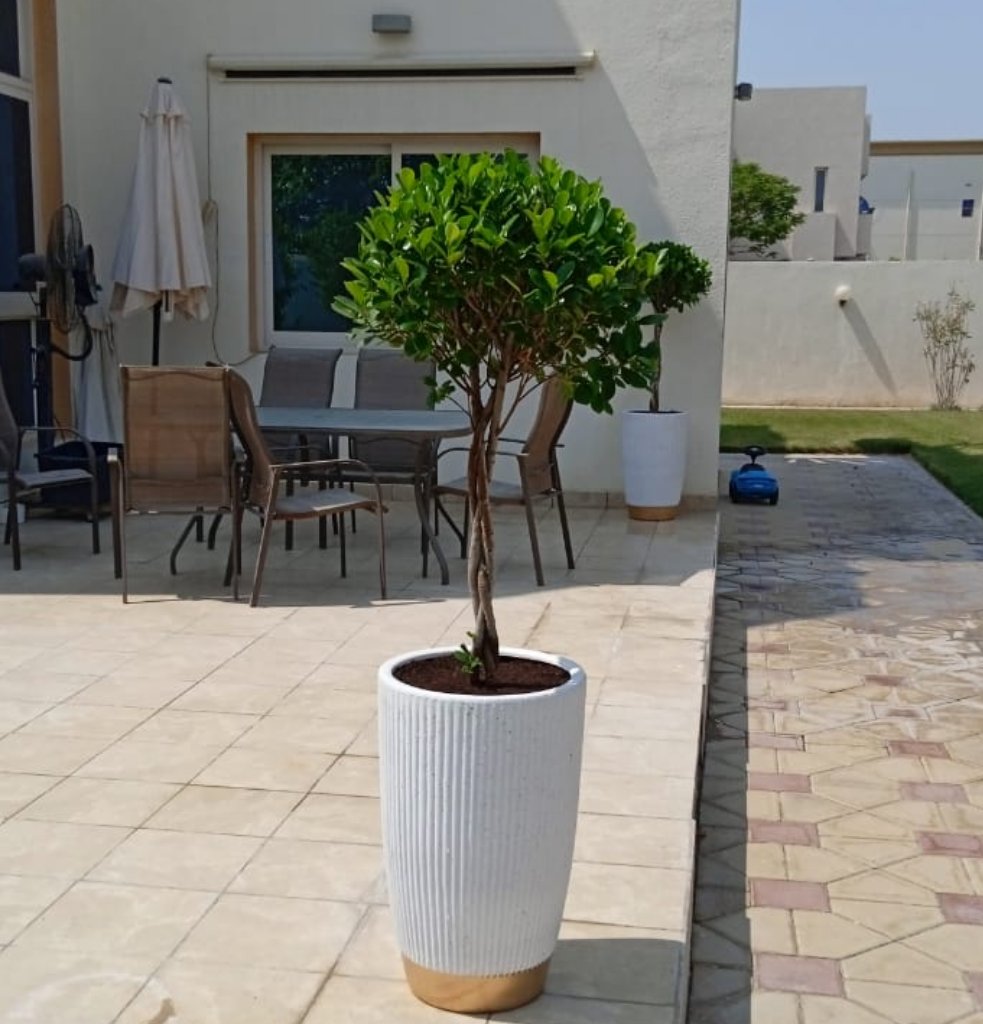 Twisted ficus in white gold