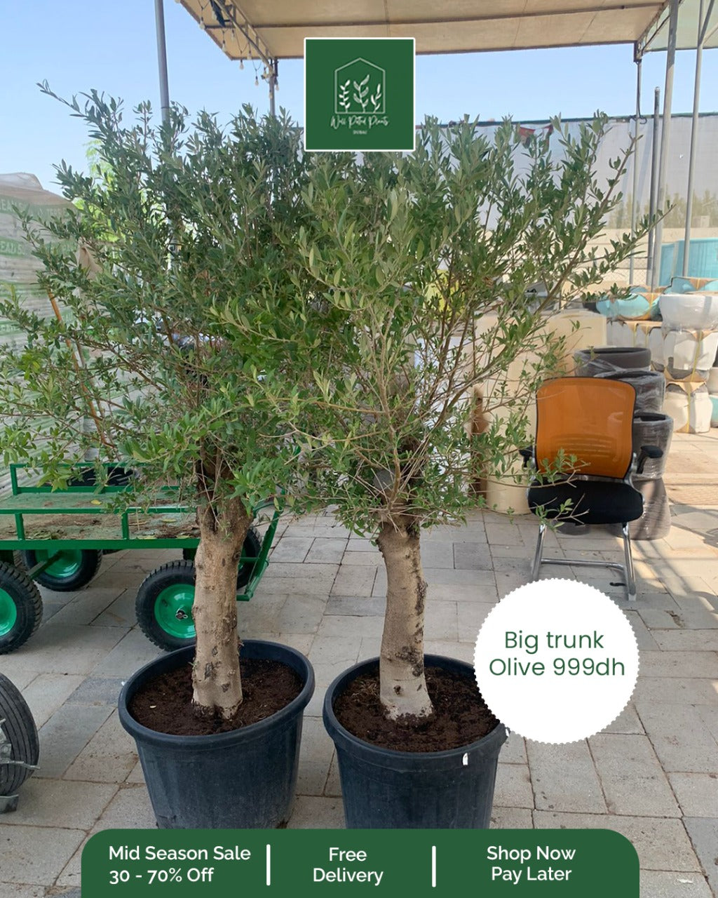 OLIVE Big Trunk PROMO