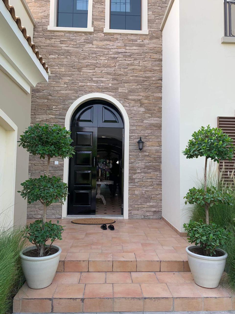 Triple Head ficus in Clay Each