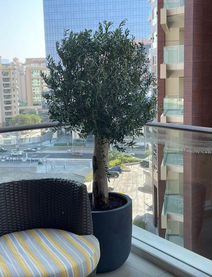 Office Olive in fiber pot