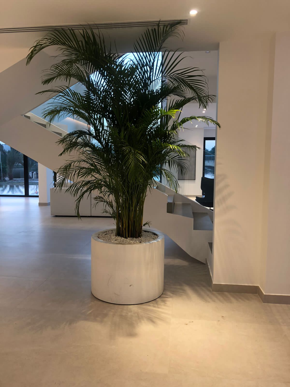 Office Plant Areca Palm XL Premium