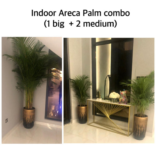 Office Plants Areca Palm Bundle (3pcs)