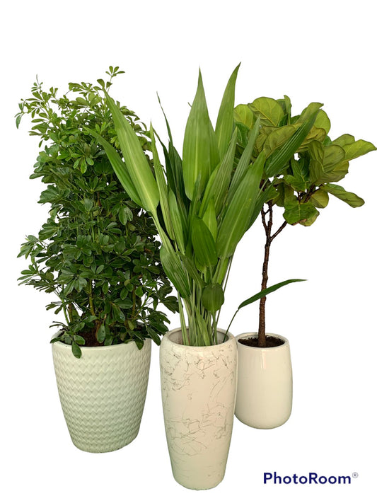 House Plants Air Purifying Plants Combo 3pc