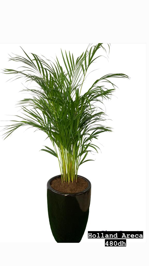 Areca Holland Medium