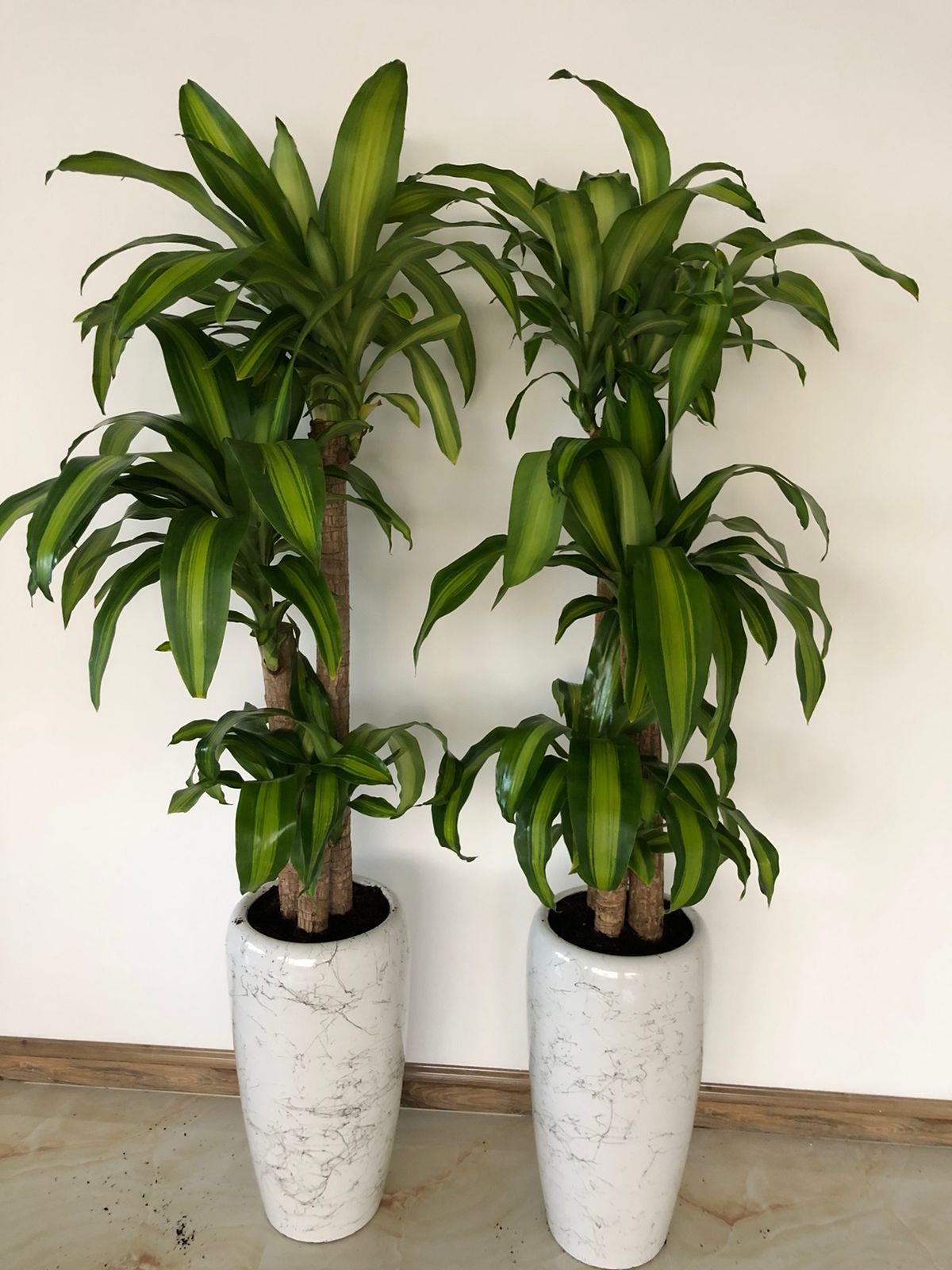 Office Plants Fortune Plant in Marble bundle2pc