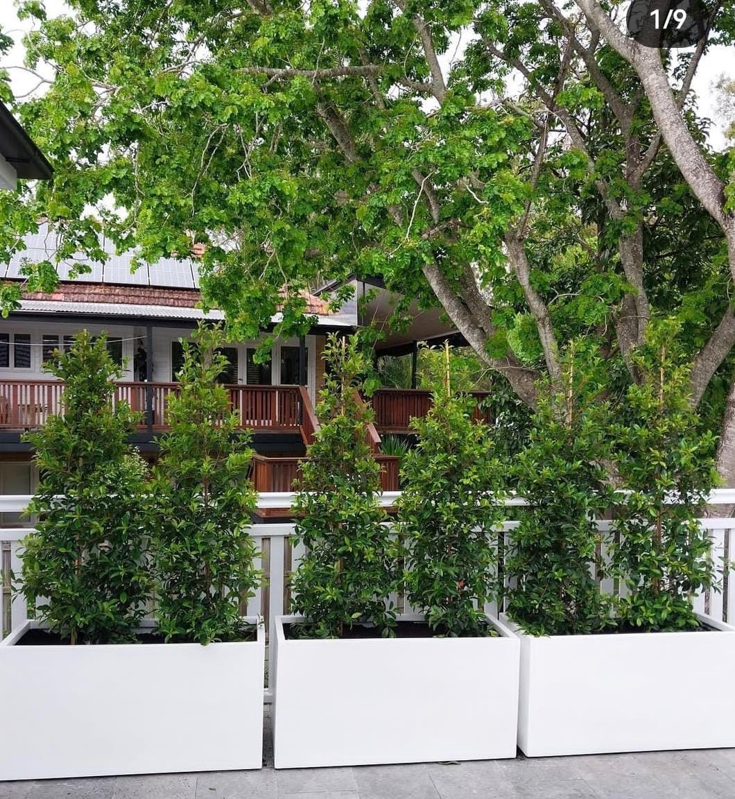 Outdoor Plant in fiber pot