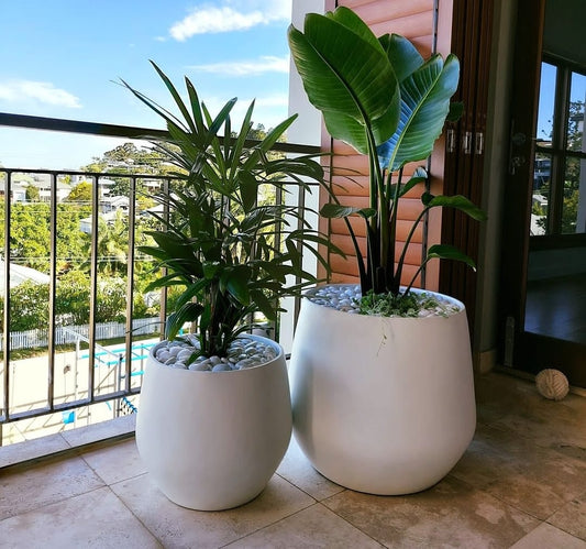 Outdoor Plants Palms in Fiber Pot