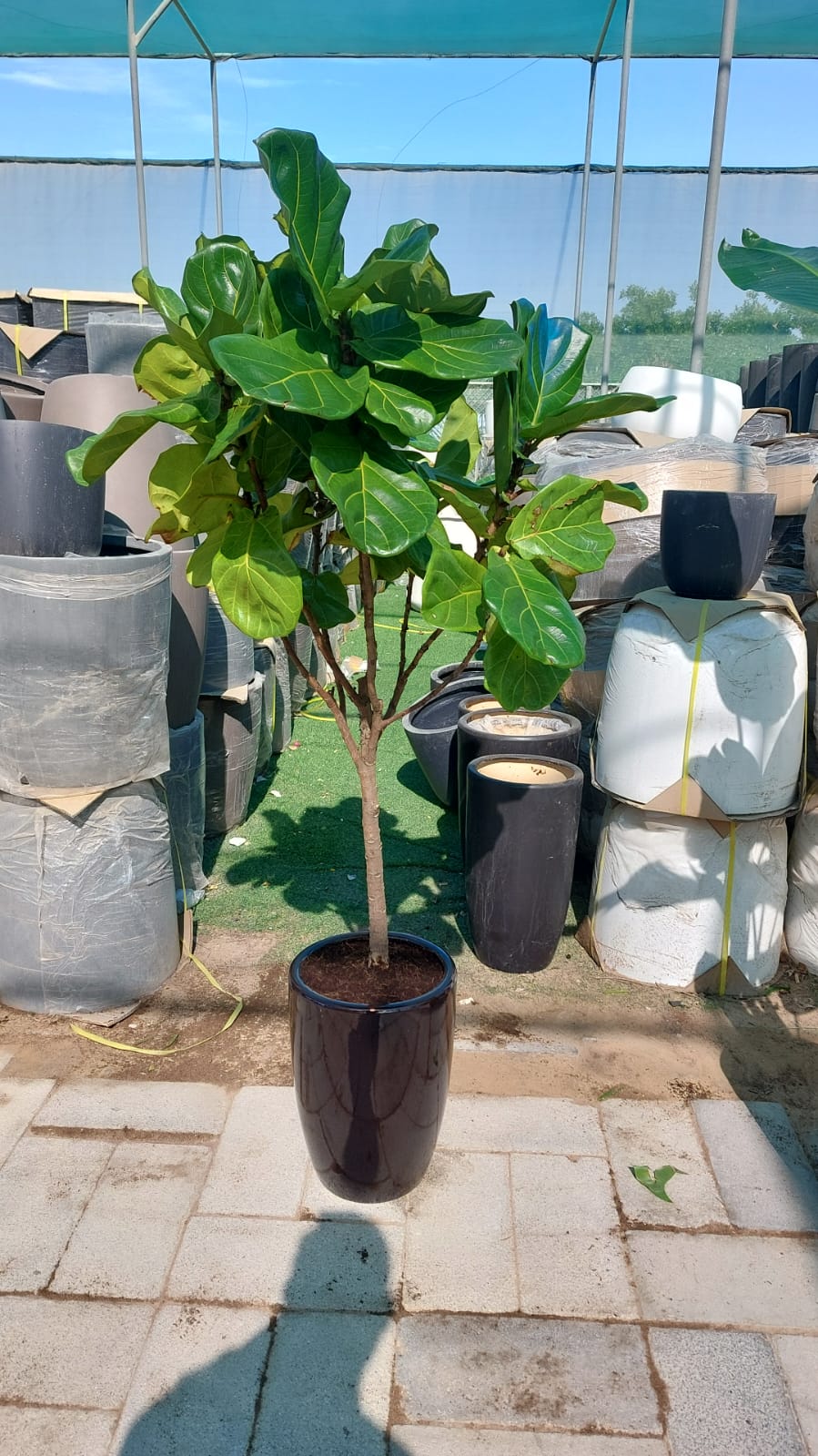 Office Plant Fiddle Big